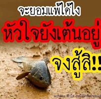 ตกปลา,หมายตกปลา,ผลงานการตกปลา